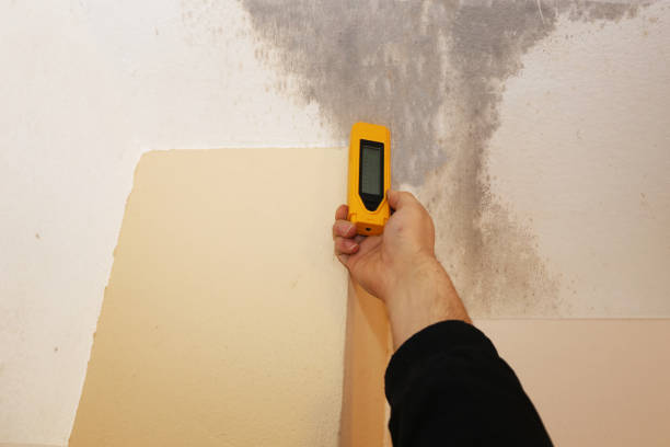 Mold Odor Removal Services in Kenosha, WI